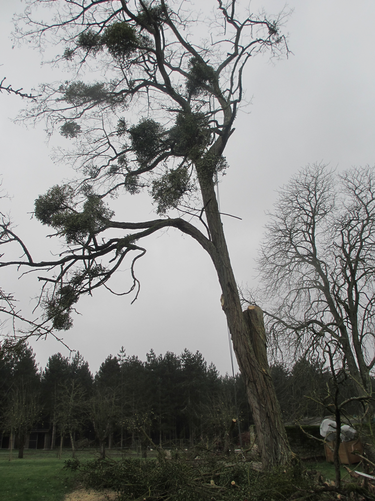 Démontage d'un acacia