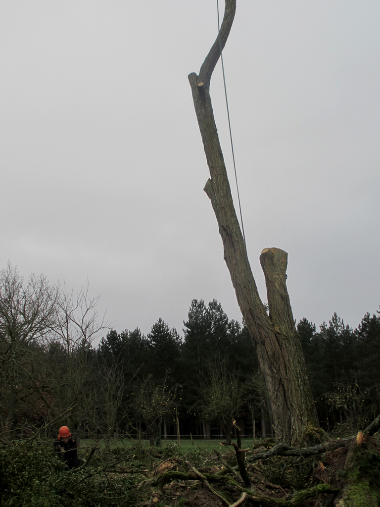 Démontage d'un acacia